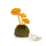 Chanterelle Mushroom