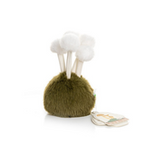 Enoki Mushroom
